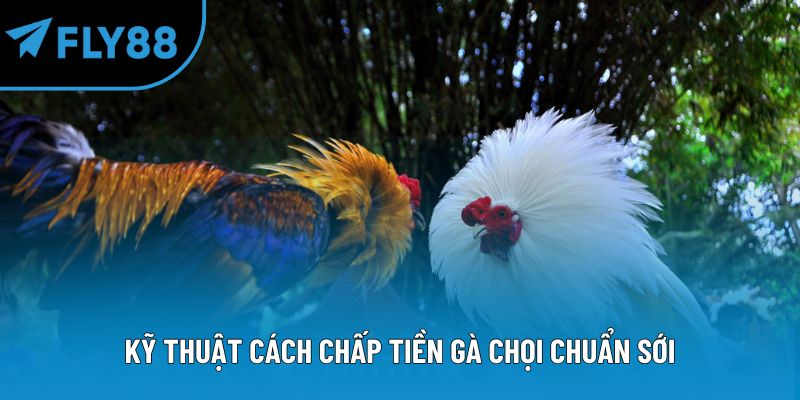 Kỹ thuật cách chấp tiền gà chọi chuẩn sới