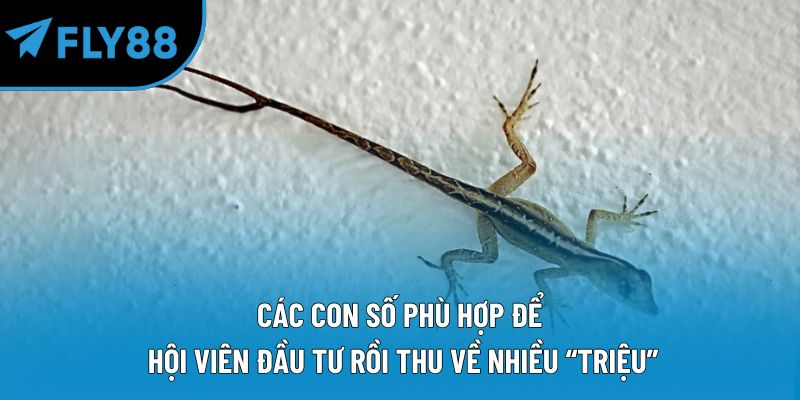 Các con số phù hợp để hội viên đầu tư rồi thu về nhiều “triệu”