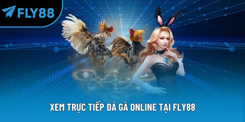 Xem trực tiếp đá gà online tại Fly88